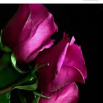 roz. e. - @elham_razi71 - Instagram