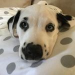 Eli Abbott - @eandtvids - Instagram