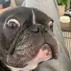 amelia - @meli.amess - TikTok