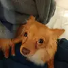Eli_Anguiano - @officialrangothepuupy - TikTok
