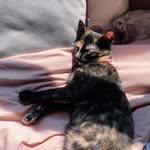 GERTIE - @gertrude.elizabeth.arndt - Instagram