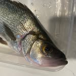 Elijah Asbury - @ejfishing2025 - Instagram