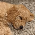 Eli Atkinson - @minicopperdoodle - Instagram