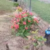elibaltazar952 - @elibaltazar952 - TikTok