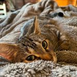 Eli birman - @group_of_social_electrons - Instagram