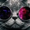 Cool cat 1234 - @eliboone7 - TikTok