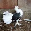serkan - @elibos - TikTok