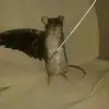 Adrian Eli Caban - @kingcheese0608 - TikTok