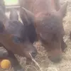 Eli_15_cagle_ - @eli_cagle - TikTok