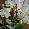Eli Candelario - @eli.candelario0 - TikTok