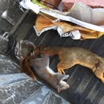 Eli Childers - @outdoor_redneck08 - Instagram