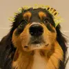 Scotty - @aussieelifee - TikTok