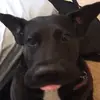 iLoVeDoGs - @eliforeman07 - TikTok