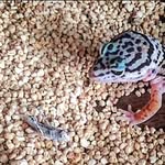 Eli Freeman - @the_lizards_of_oz - Instagram