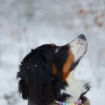 Fussel + Elisabeth - @fussel_der_berner - Instagram