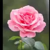 Eli Gaitan - @eli.gaitan37 - TikTok