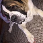 Eli Gentry - @paristhelargepup - Instagram