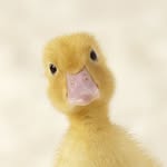 eli glaser - @hiisaysmrduck - Instagram