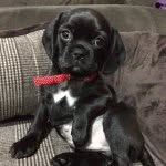 Eli Godwin-Hearn - @elithepugalier - Instagram