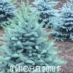 Голубые Ели Нальчик - @golubie_eli_nalchik - Instagram