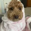 elise gustafson - @elise.gustafson - TikTok