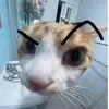 Opie on top - @elihagerty0 - TikTok
