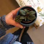 Elise Hankins 🌱 - @eloodle - Instagram