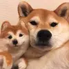 Funny Zoo 999 - @elihatfield57 - TikTok