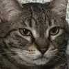 elihayward38 - @myfatpets - TikTok
