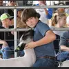 Show lambs - @elihickman5 - TikTok