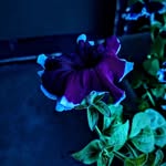 Eli Holt - @ascenic_world - Instagram