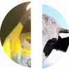 Eli_Howe - @probably.e1i - TikTok