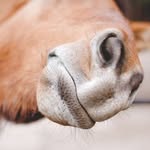 Eli Huber - @dressagewithoutborders - Instagram