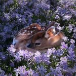 Eli Humphrey - @whereismyprivateorchard - Instagram