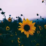 Eli Humphrey - @wolfetravelphotos - Instagram