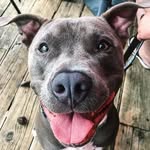 Eli Hurst - @eli_thewigglebuttmutt - Instagram