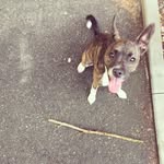 Elihu 🐾 - @elihuthebojack - Instagram