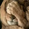 Eli Ignacio pablo - @ignaciopablo234 - TikTok