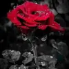 eliignacio18 - @eliignacio18 - TikTok