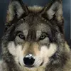 Eli ISRAEL - @eli.israel16 - TikTok