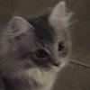 Eli Jenkins - @kittykat24569 - TikTok