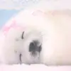 o(〃＾▽＾〃)o - @elikarousov - TikTok