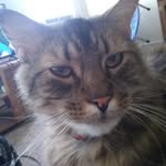 ELI LEBLANC - @eli_the_cat837 - Instagram