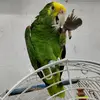 Cacique Pet Shop - @elierlobato - TikTok