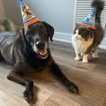 Eli Mcgee and King George - @eli.mcgee_and_king.george - Instagram