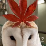 Eli McLean - @elimclean13 - Instagram