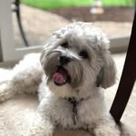 Eli Morrison - @eli.thehavanese - Instagram