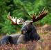 Eli Nielsen - Facebook