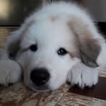 Eli & Norman - @eli_the_great_pyrenees - Instagram