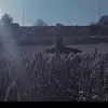 חסרת שם - @elia.panek2 - TikTok